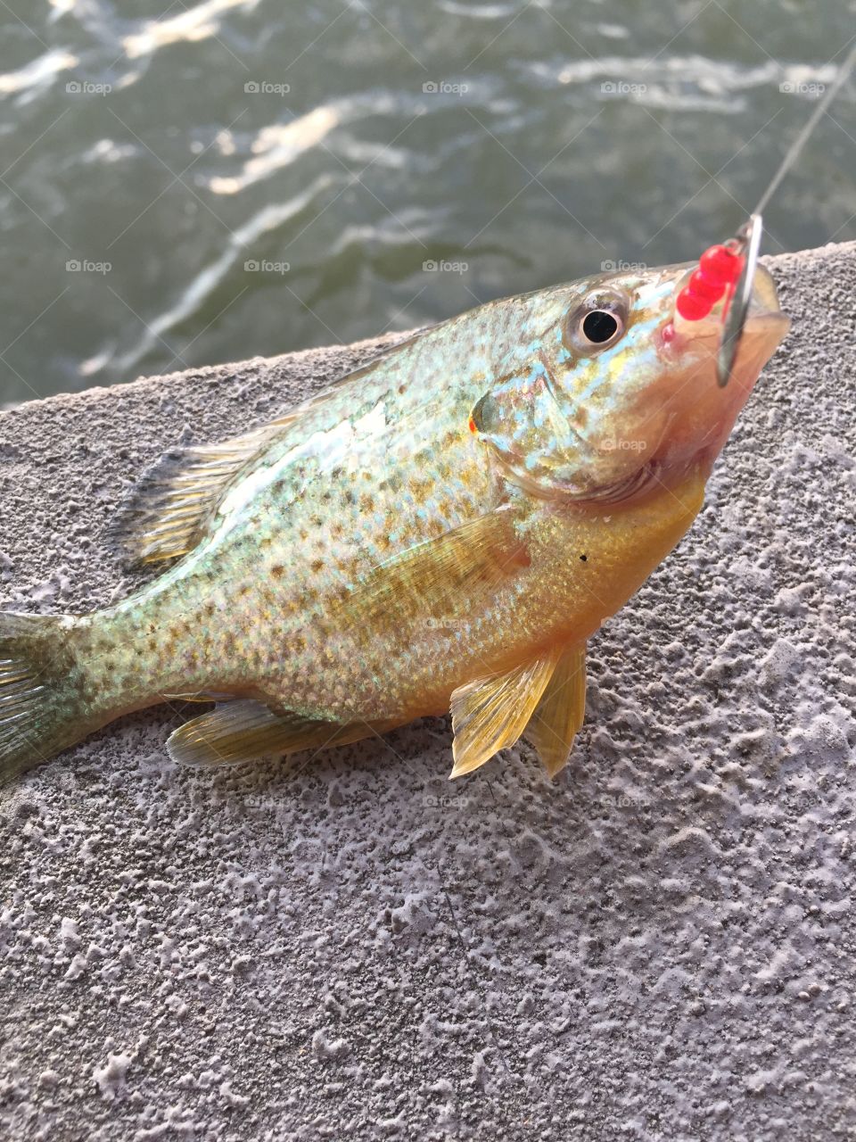 Blue gill fish with hook in mouth over railing