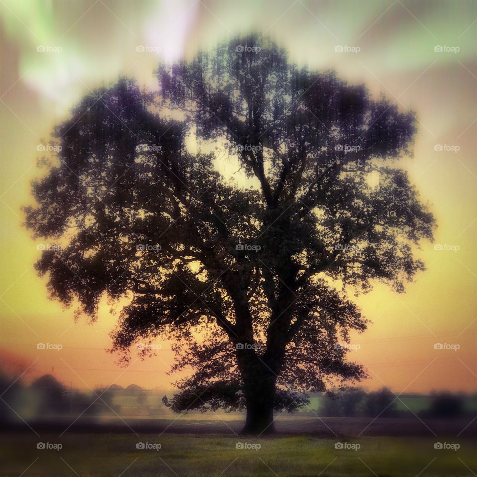 Tree, Dawn, No Person, Landscape, Sun