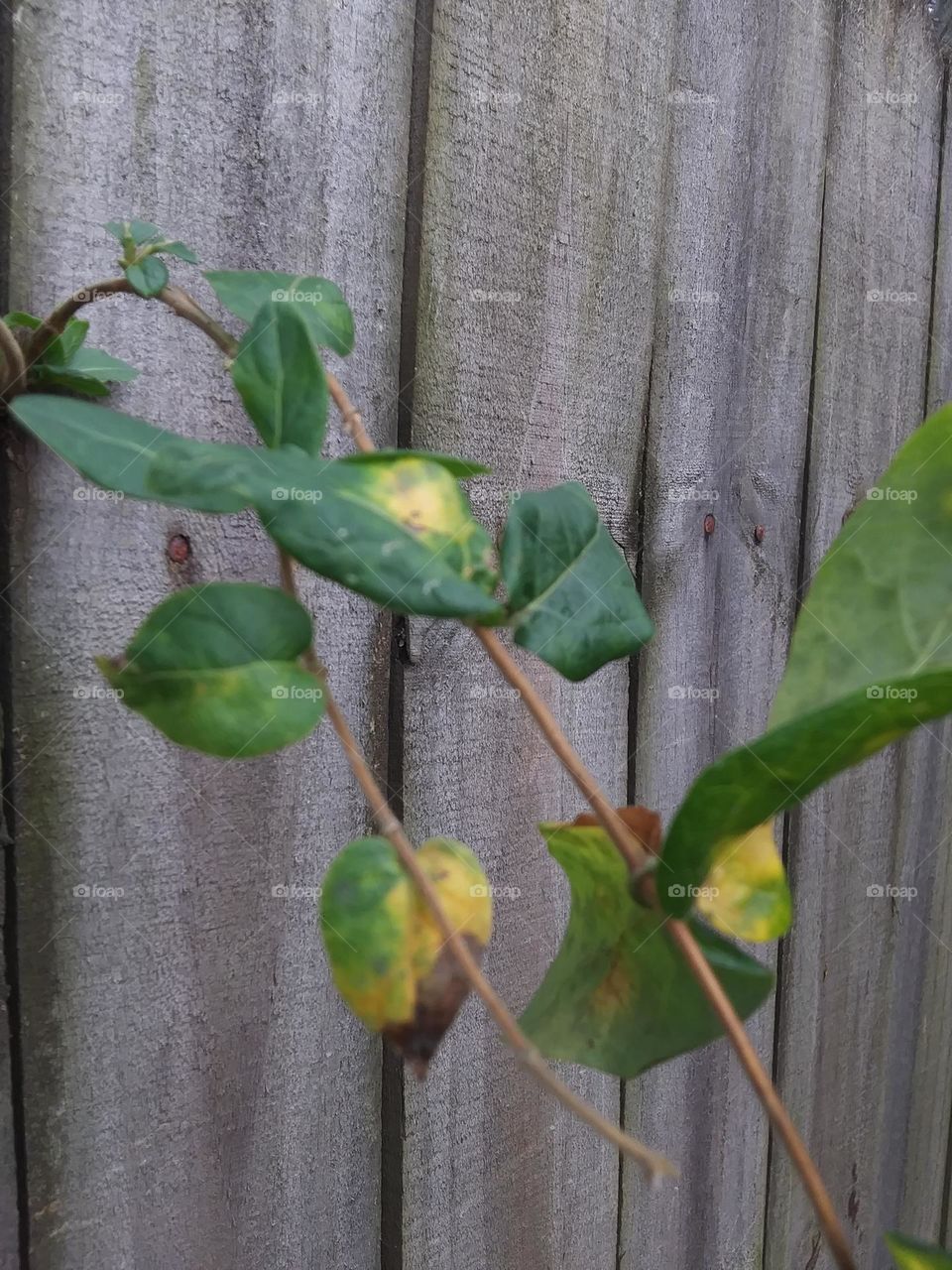 yellowing leaves