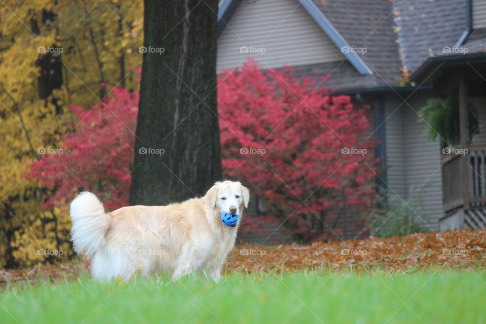 Nerf Ball Playtime on a beautiful Autumn day in Michigan