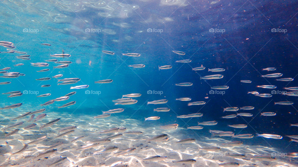 Fishes swimming in sea