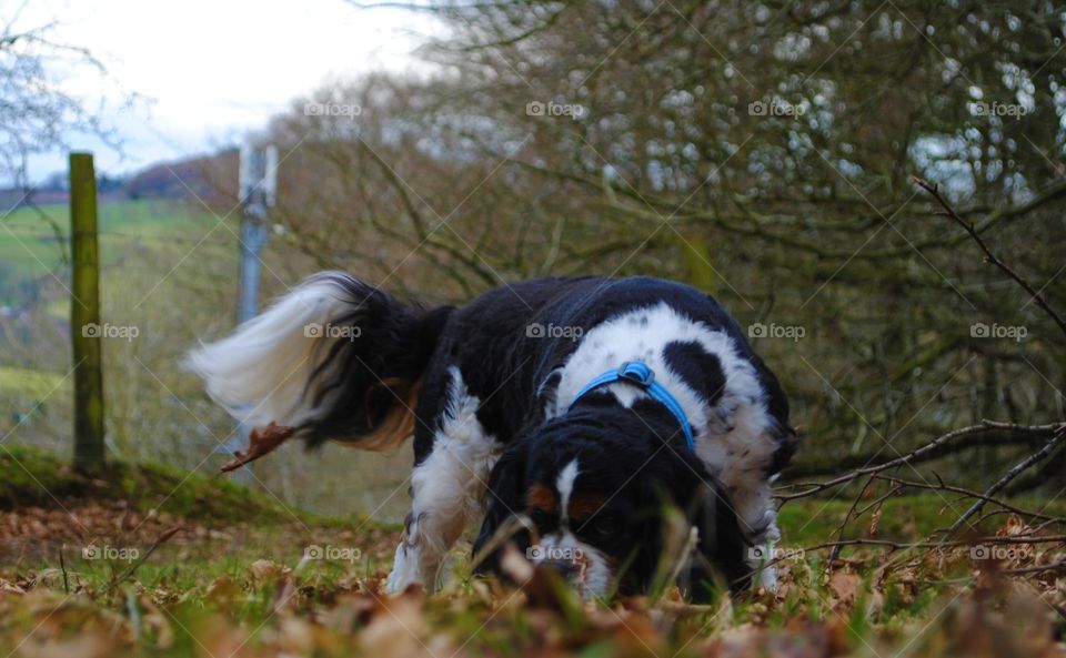 Walter the dog playing in the leaves. 
