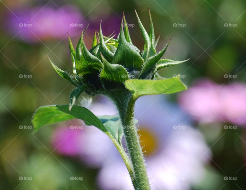 Sunflower Bud