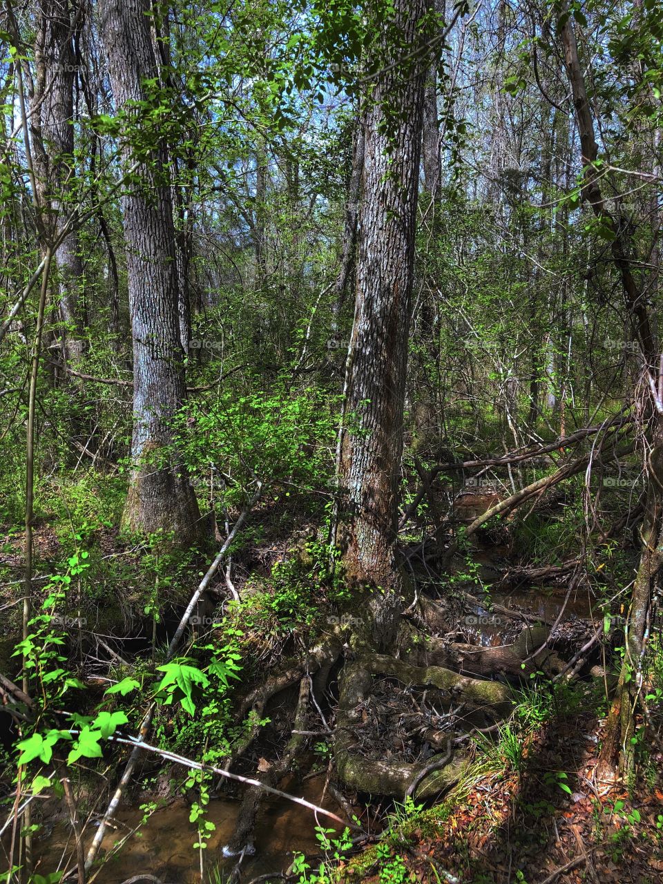 Forest Steps