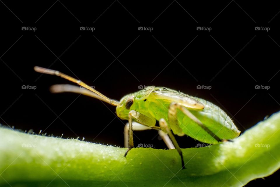 A little insect on a green bean