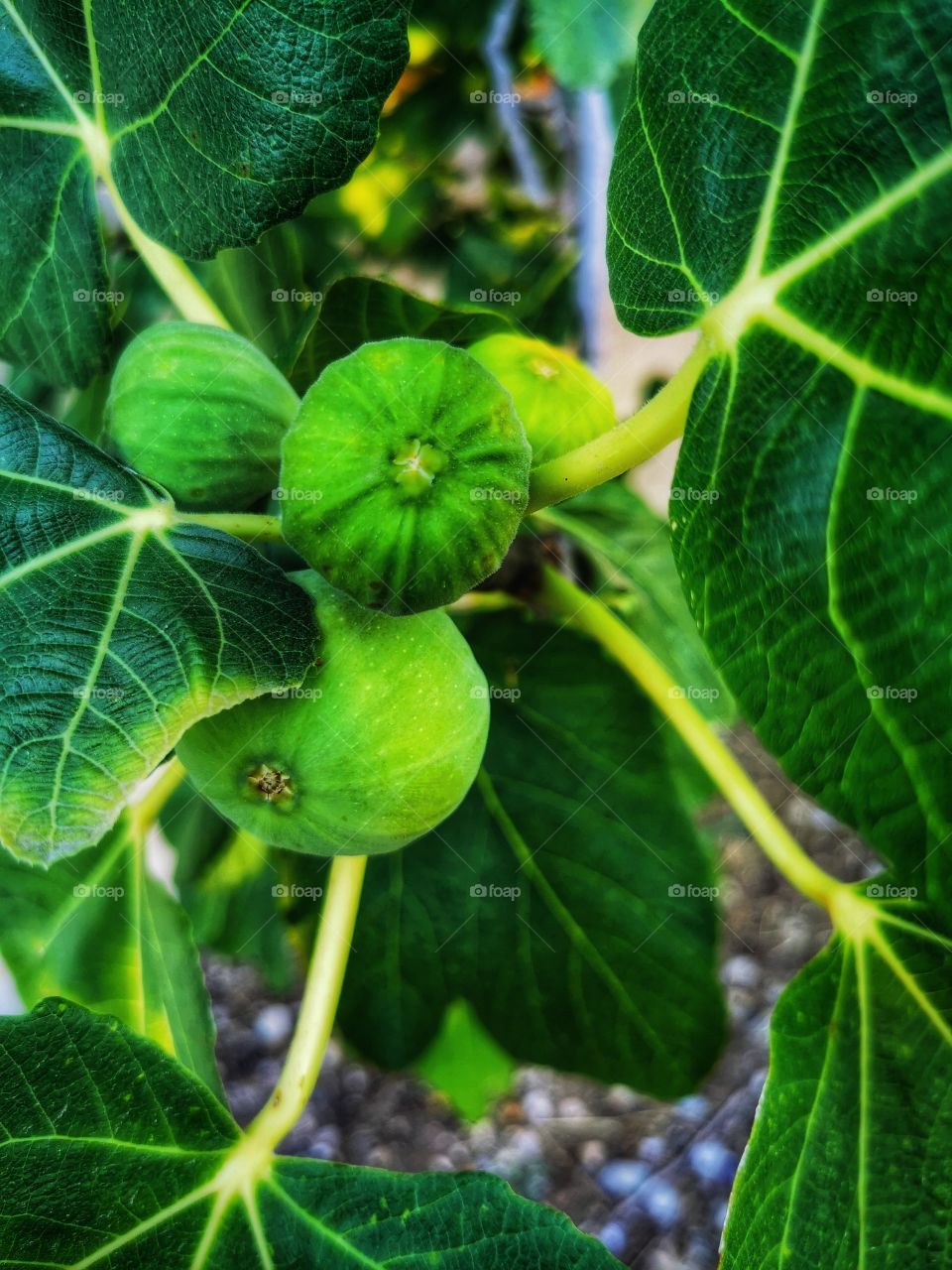 Plants green day forest