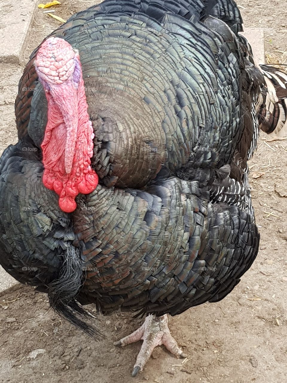 turkey