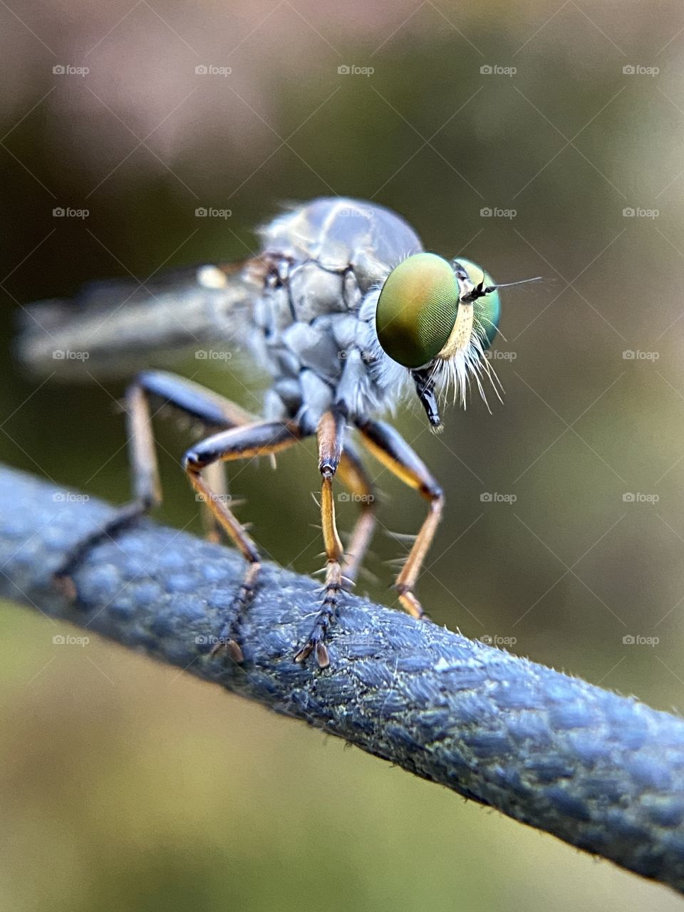 Baby dragonfly