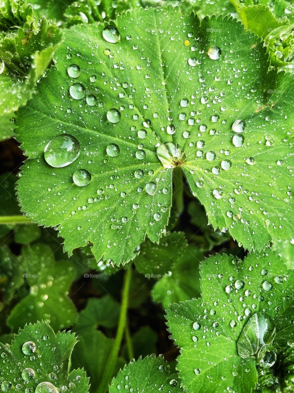 Close up of a lady's mantle leaf with raindrops
