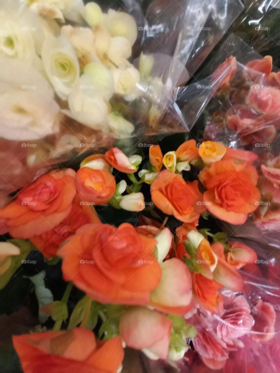 A flor begônia  é ideal para decoração  de ambientes  internos.  Muito apreciada pelos decoradores e paisagistas pela beleza de suas flores e folhas