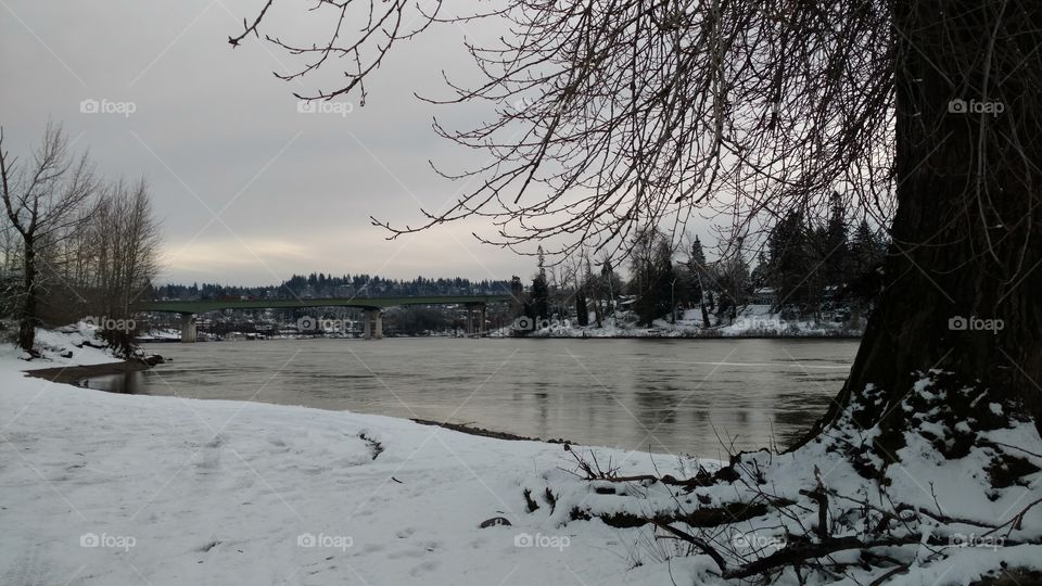 Winter, Snow, Cold, Tree, Ice