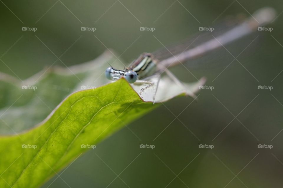 Dragonfly Hidden Behind Leaf