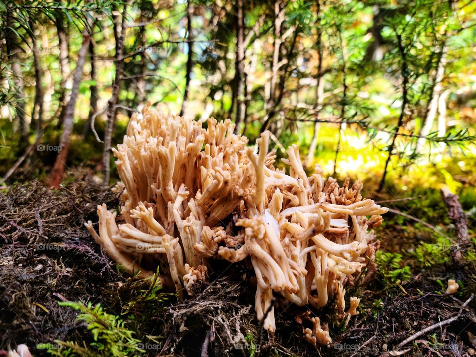 Incredible plants growing in the North of Canada