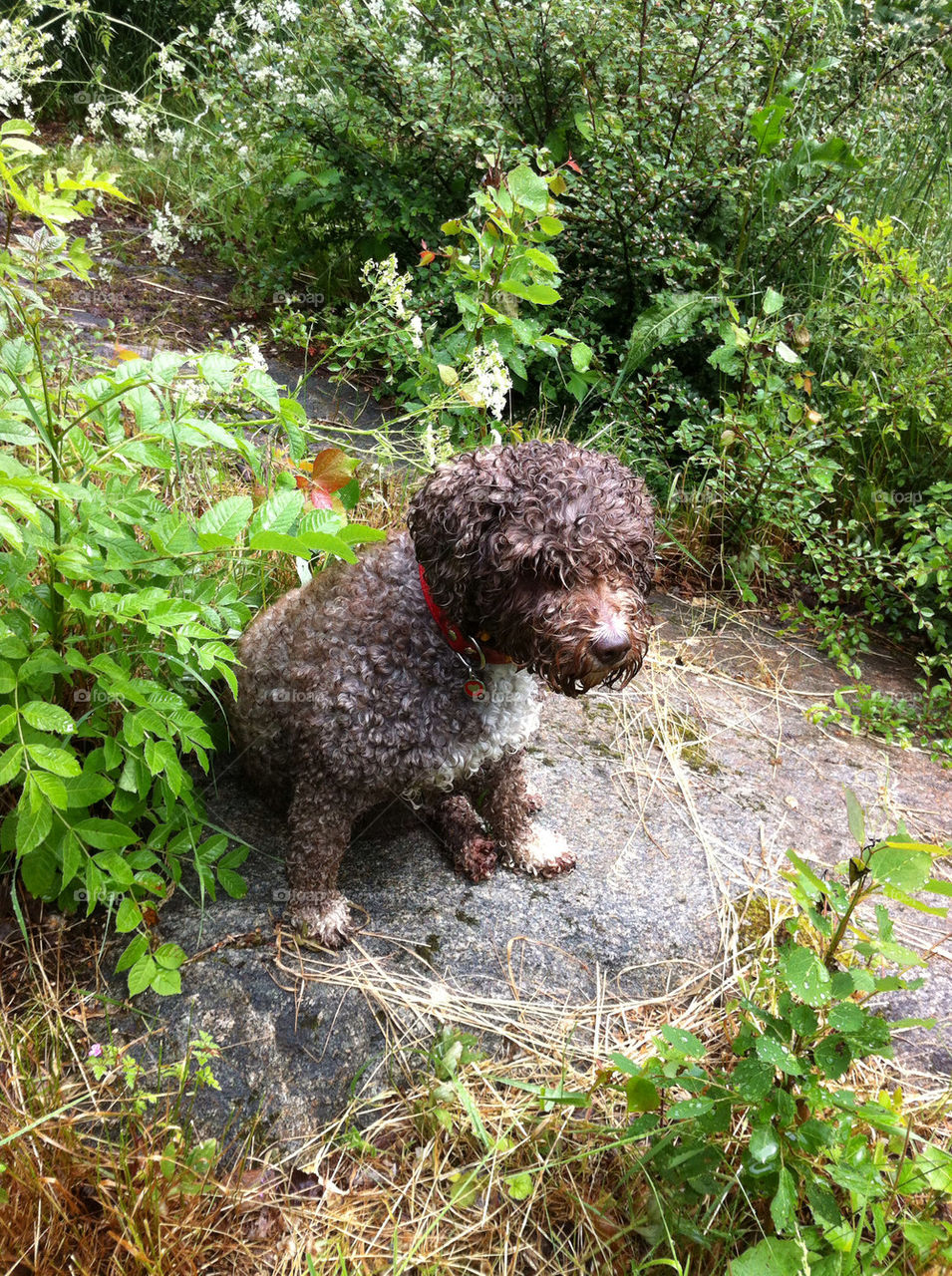 garden nature summer dog by bj