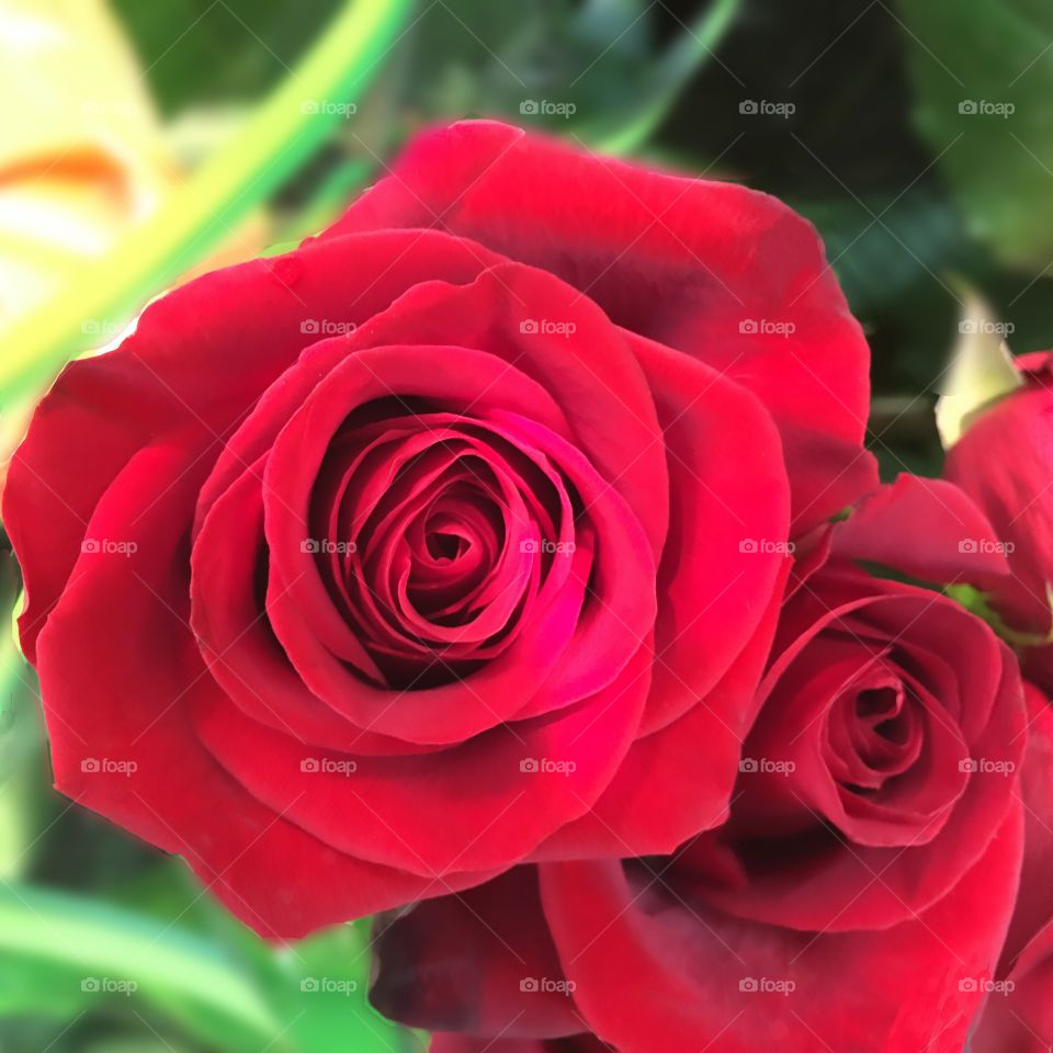 Red roses
