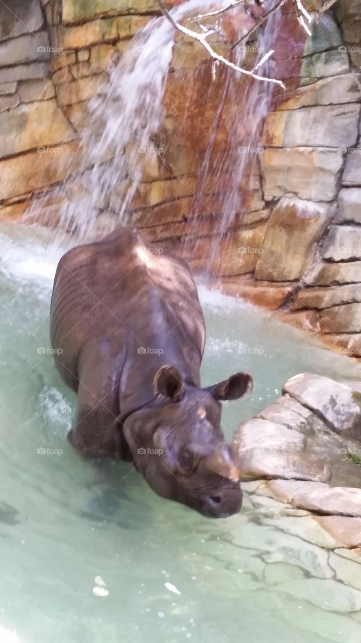 rhinoceros!! water party only suitable for one and on