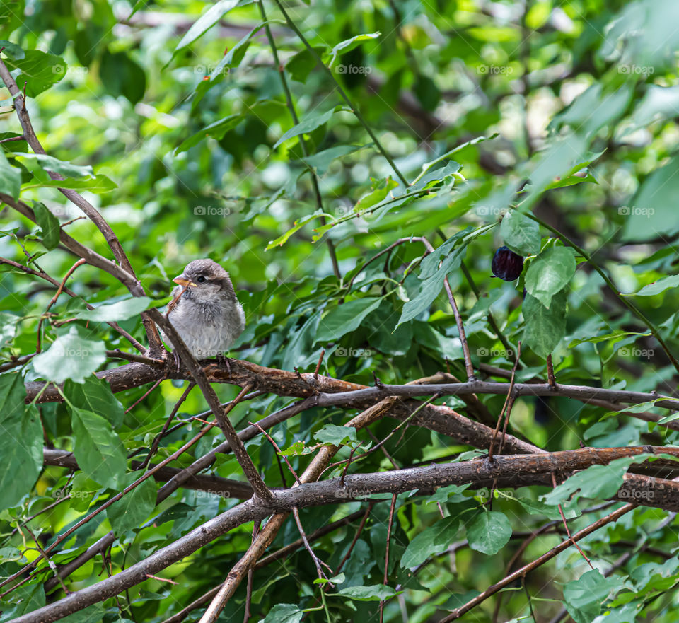Sparrow in the tree