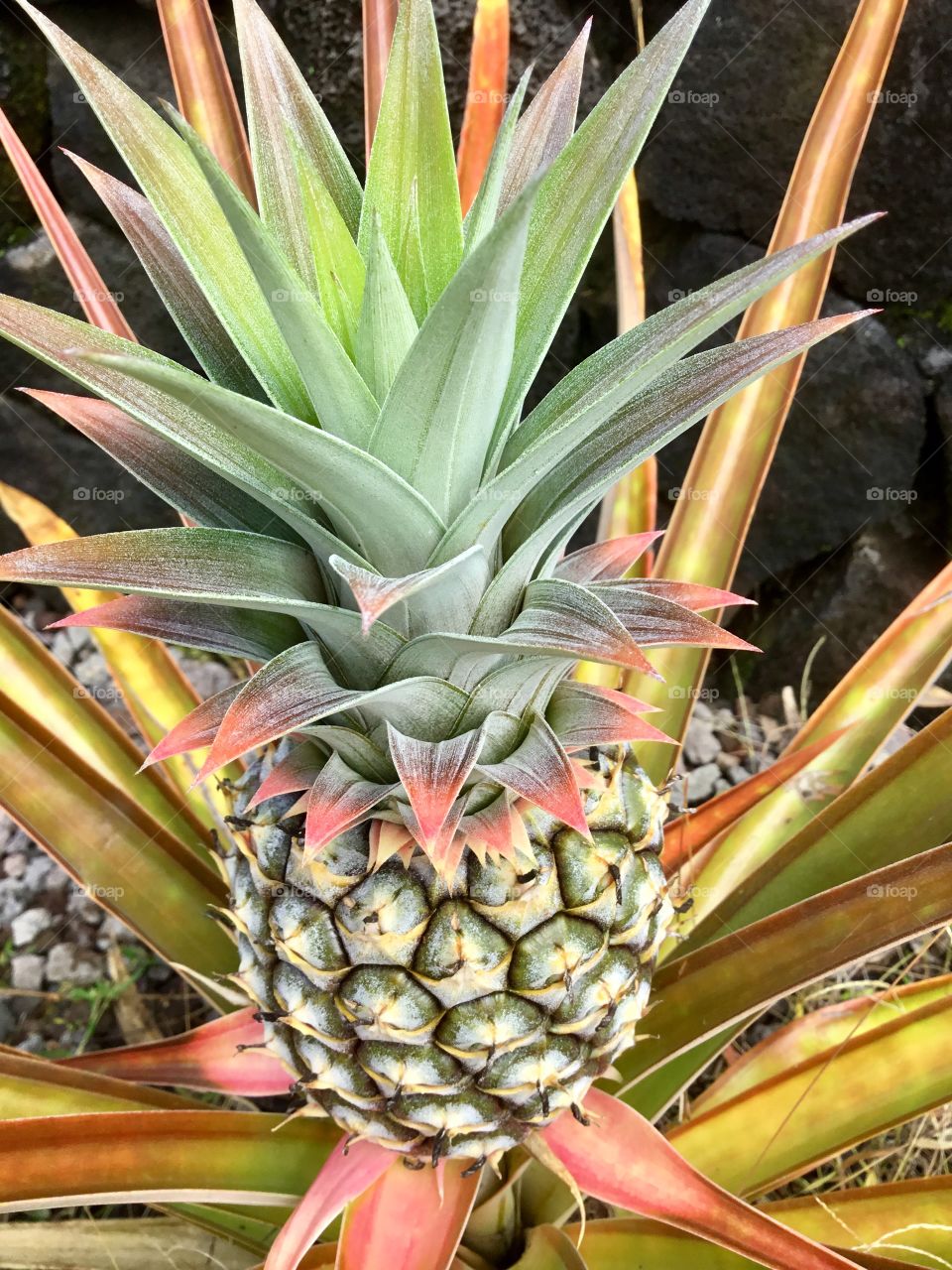 Maturing pineapple 