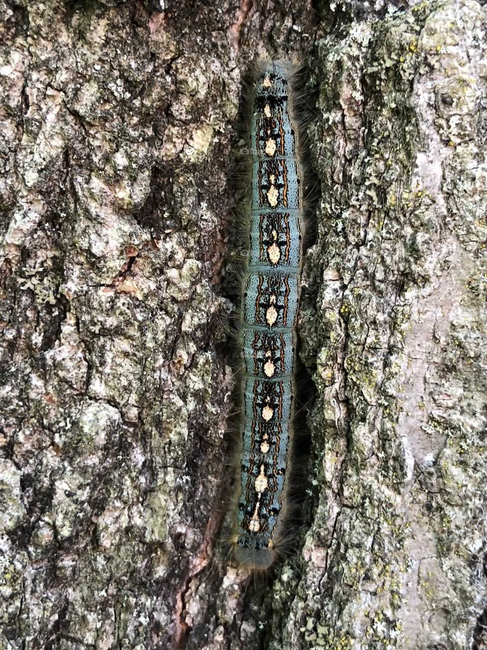 Nesting caterpillar