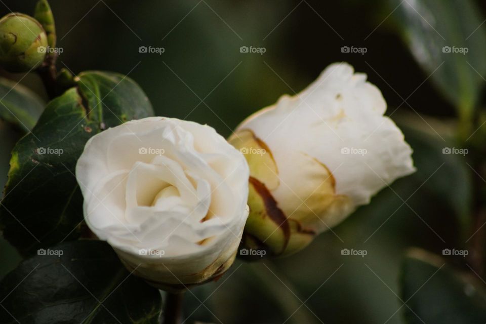 White flowers opening up to bloom