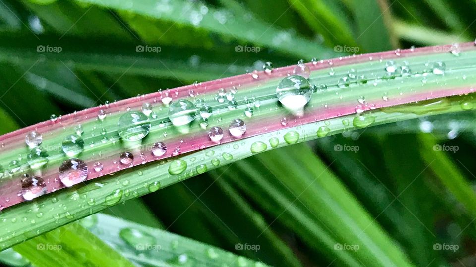 Raindrops on grass