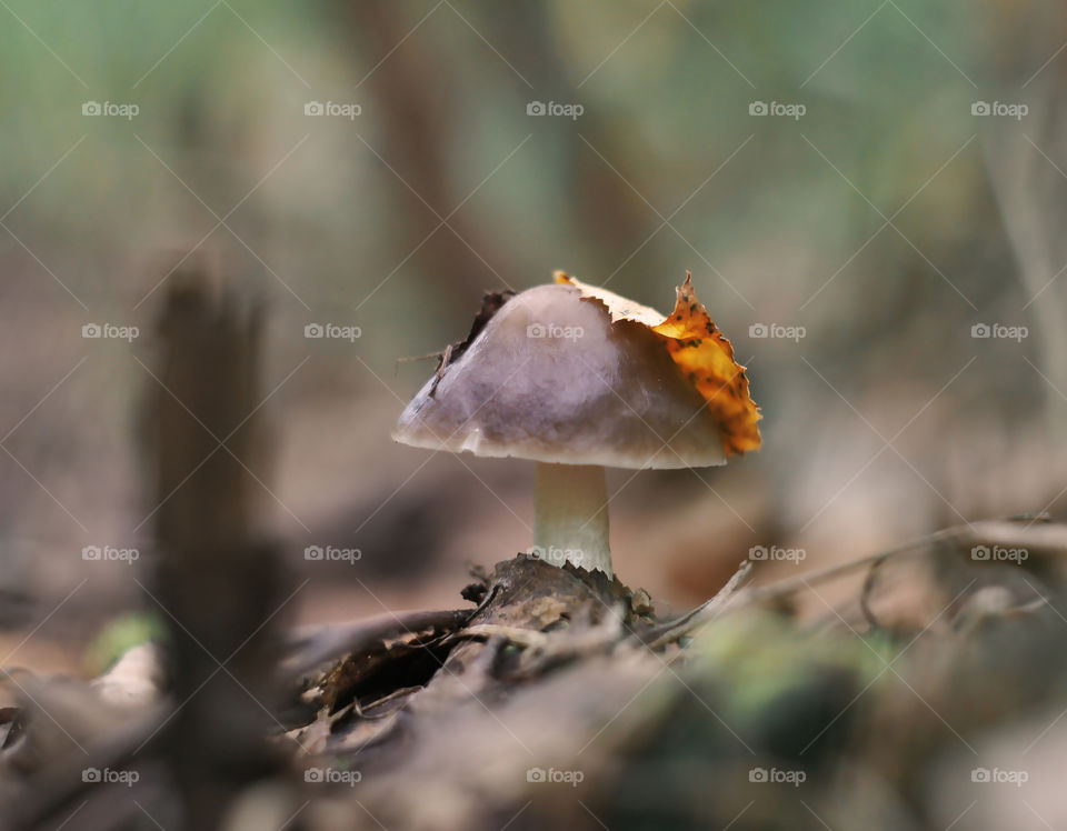 autumn mushroom