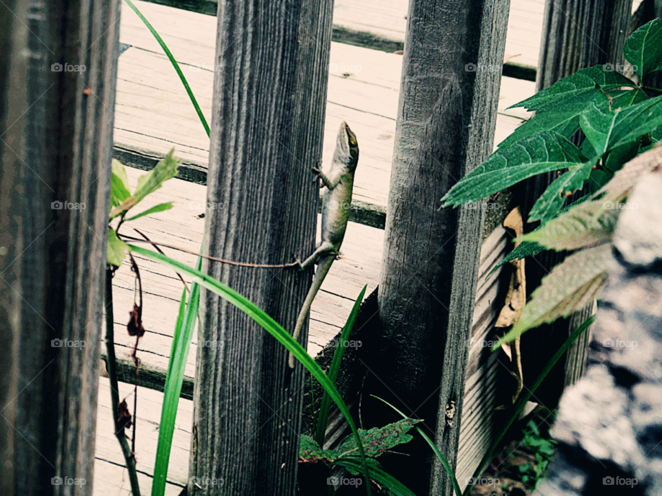 Creeping Reptile. A lizard climbing a wooden post.