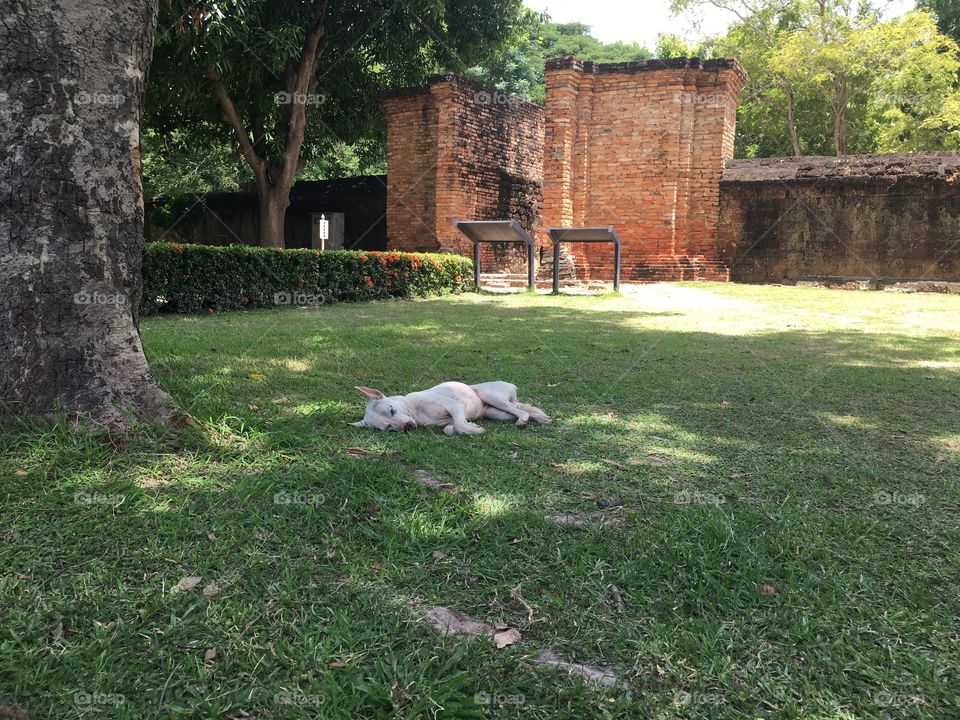 A nap among the ruins 