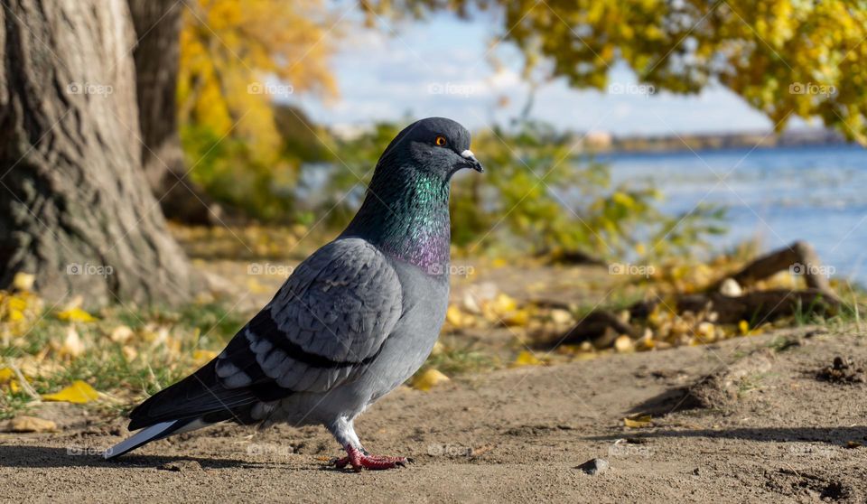 A pigeon, fall season 