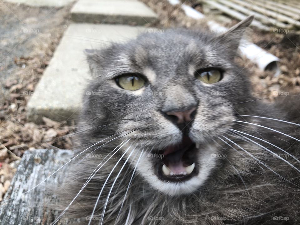 Cute gray kitty doing kitty things