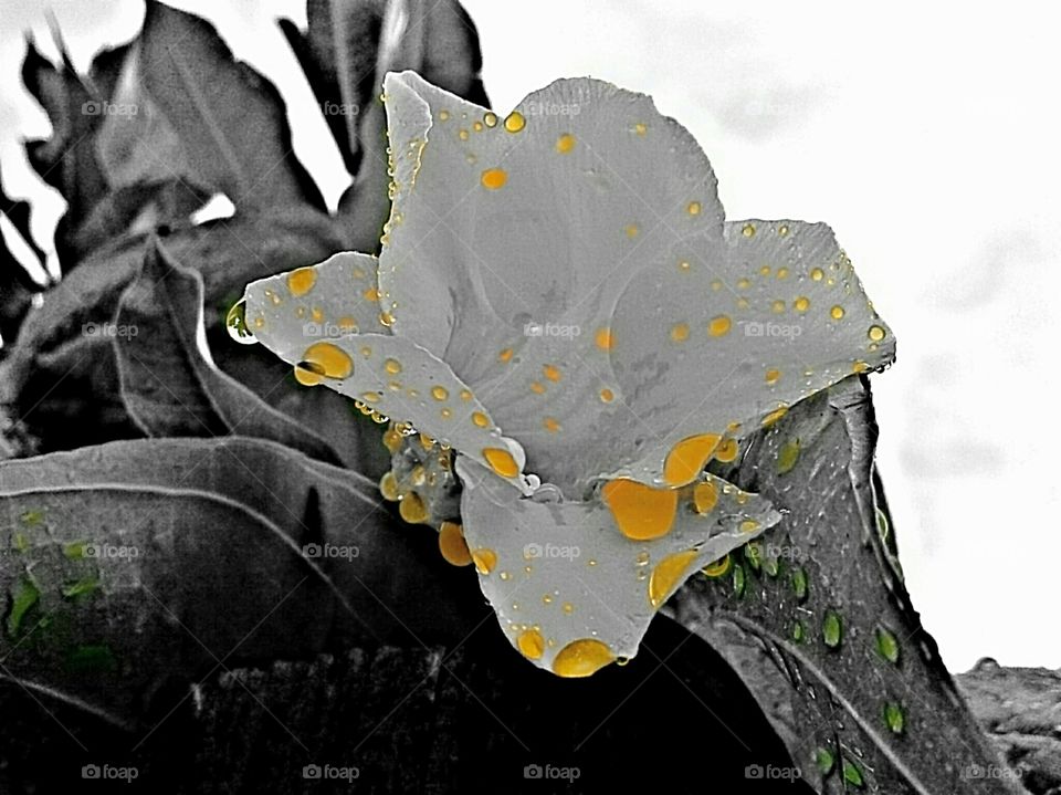 raindrops on flower