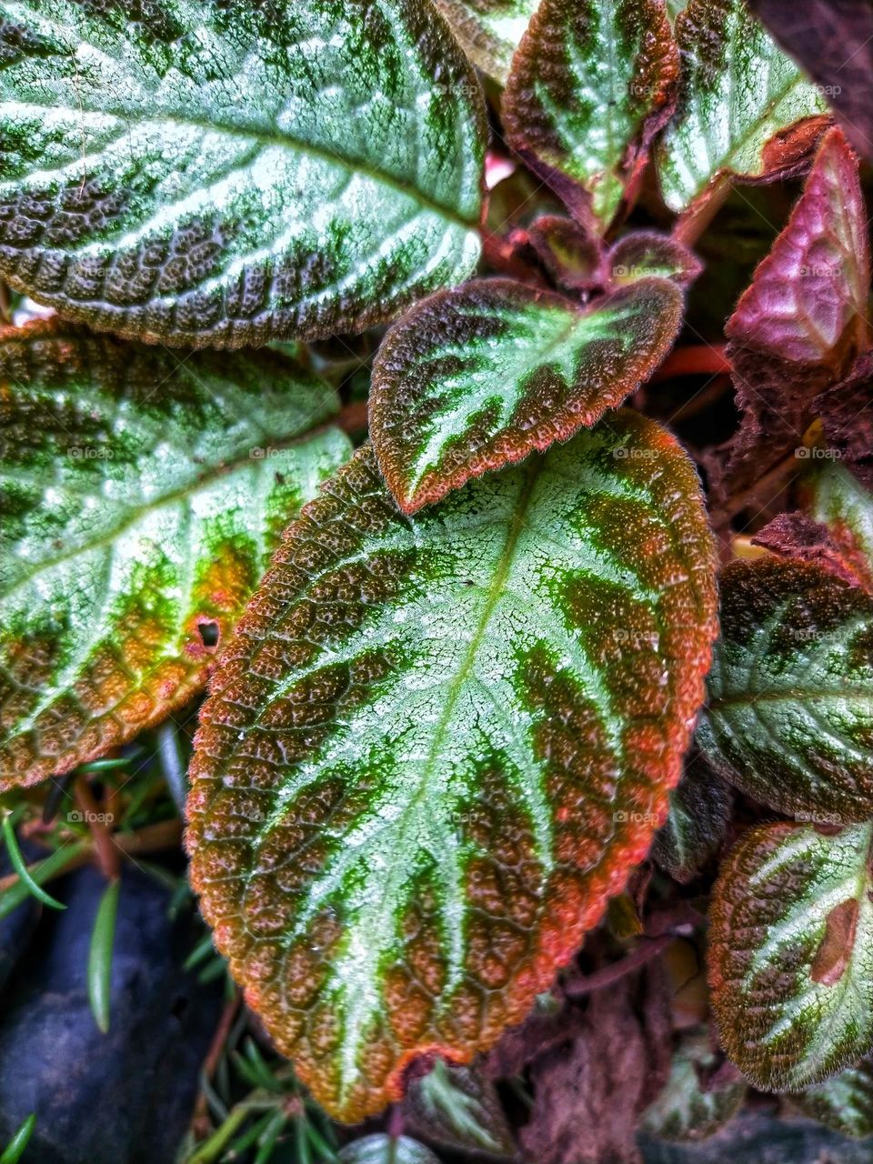unique colored leaves