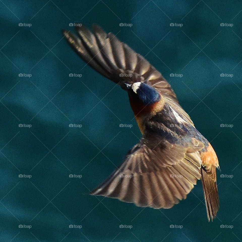 A swallow in flight.
