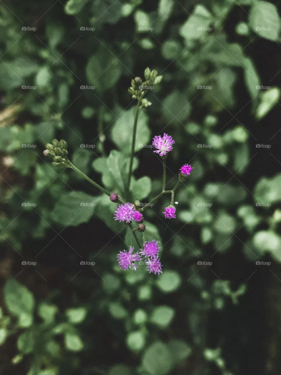 Violet 