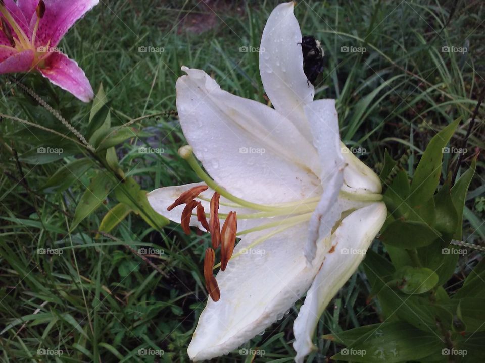 White Lily & Bumblebee