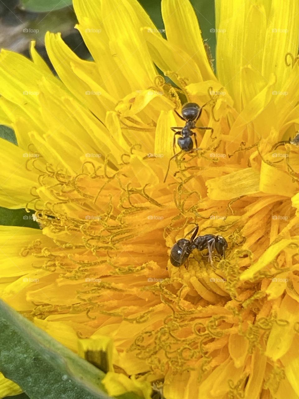 Two ants on a beautiful yellow flower.