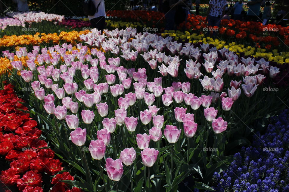 A group of tulips!