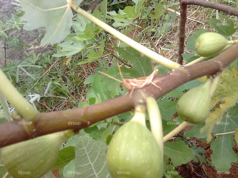 Fig tree and grasshopper