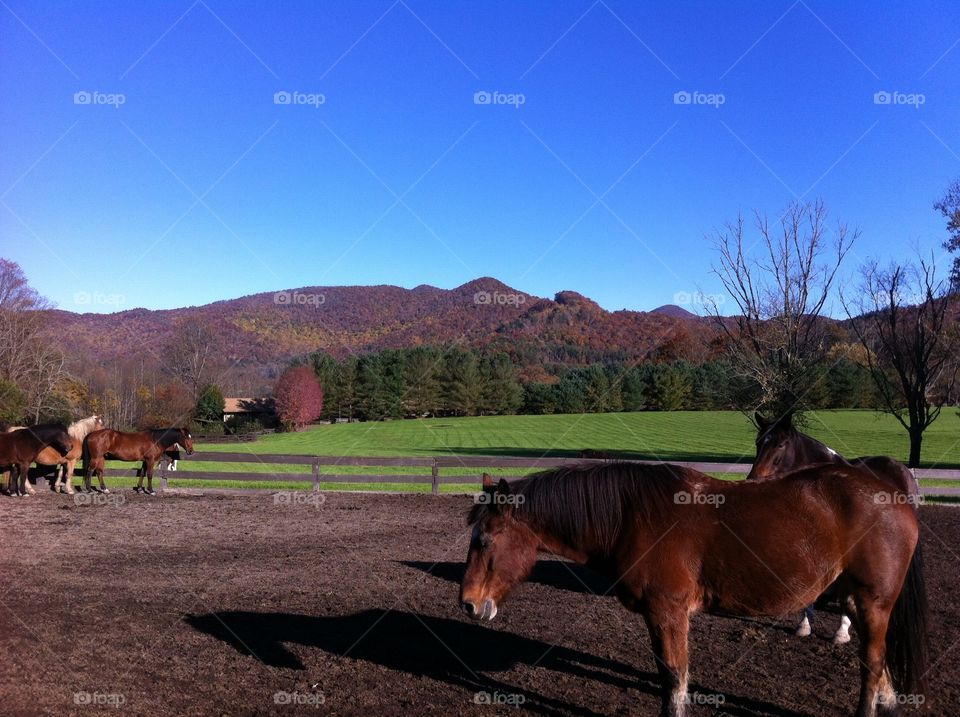 Horse and Mountains at Dillard House