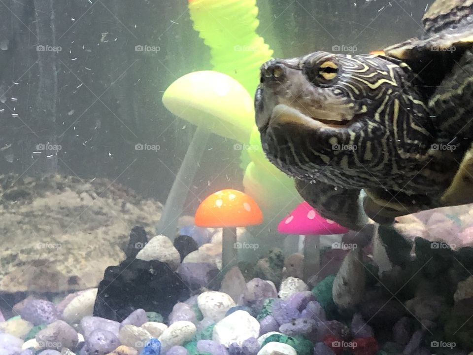 Turtle by glowing aquarium decor