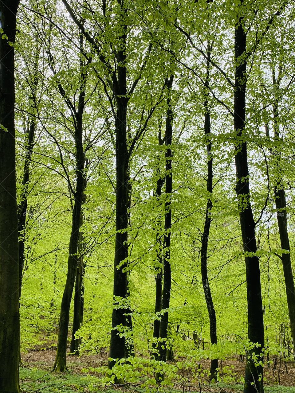 Spring in the forest