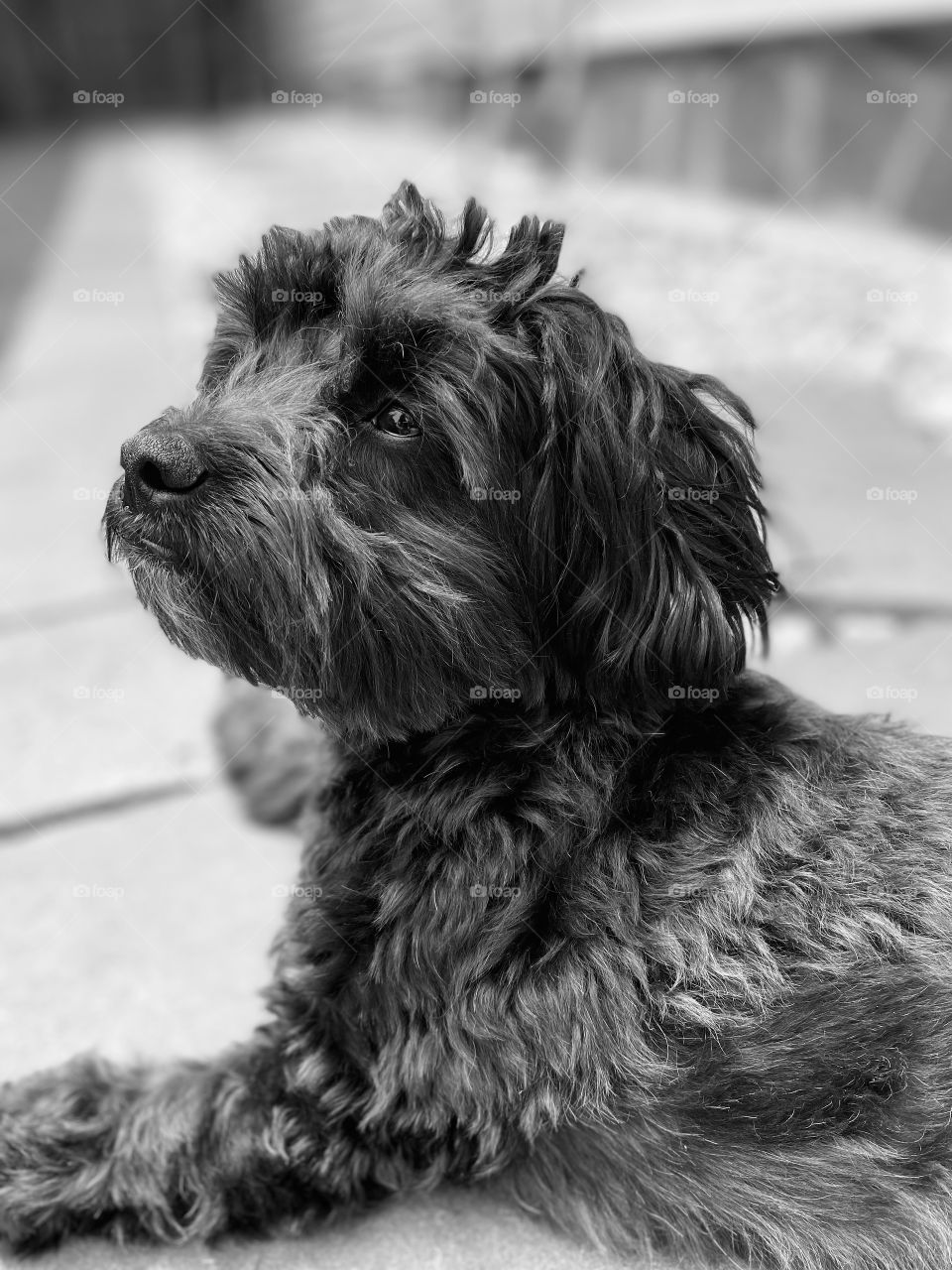 Black puppy looking up