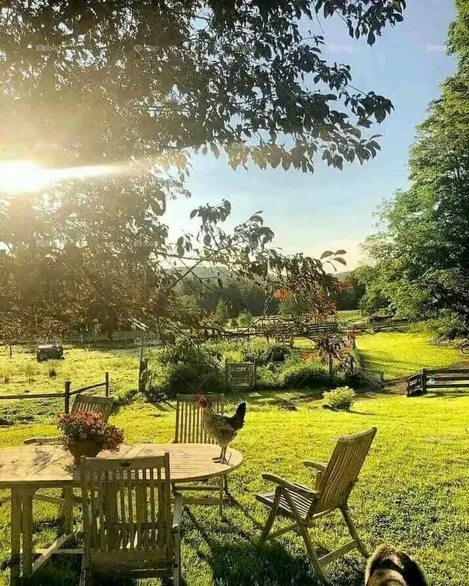 A very beautiful picture, and there is no better picture than it. There is no better picture of green herbs and colorful, red and white roses than it. Glory be to God, the natural and picturesque view, and there is no more