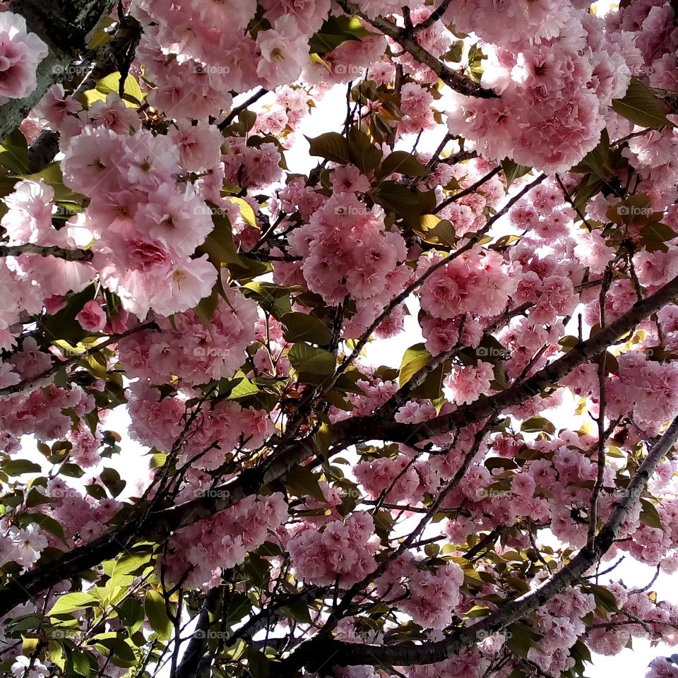 A late bloomer cherry blossom tree called yaezakura.