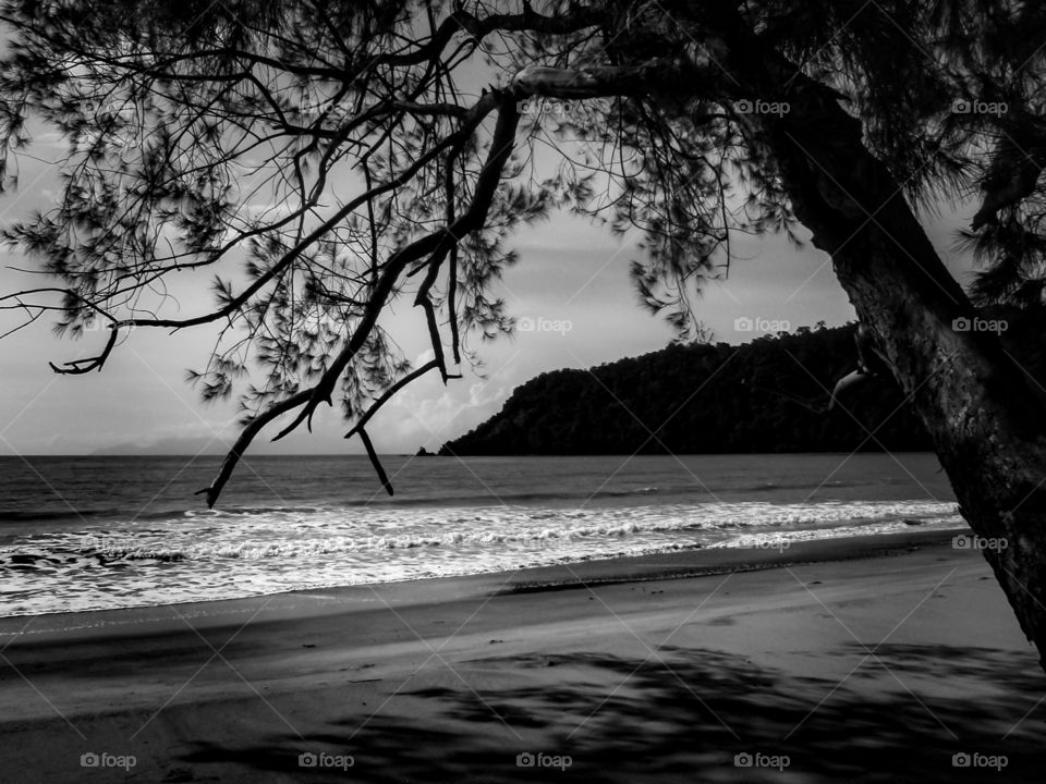 Beach in black and white. Tree frame at the beach