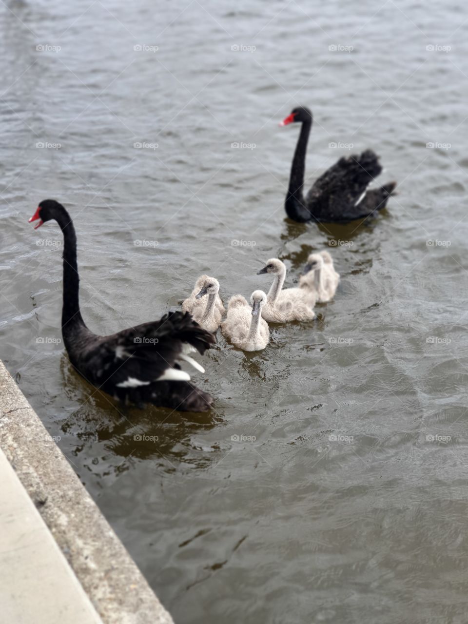 Family of swans