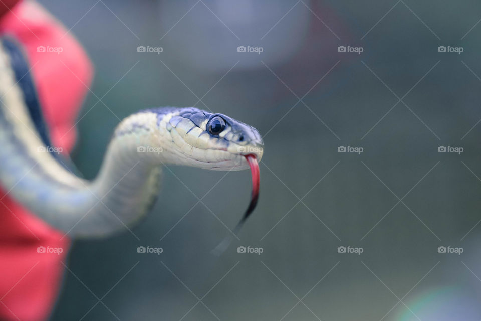 Wild snake in the backyard emerging from a group of red flowers. Tongue out