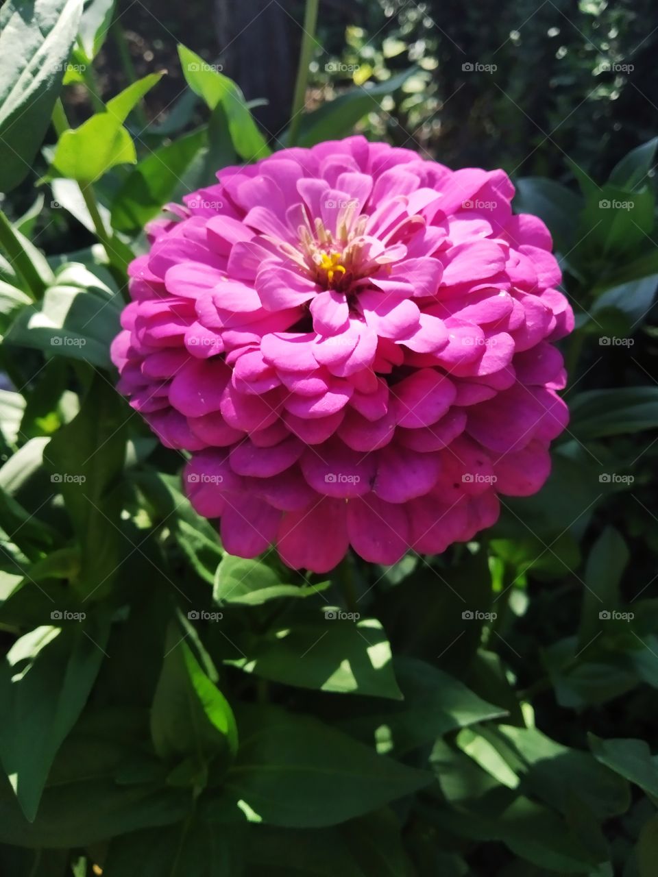Zinnia