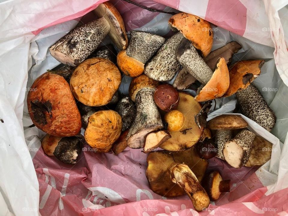 Вот такой урожай