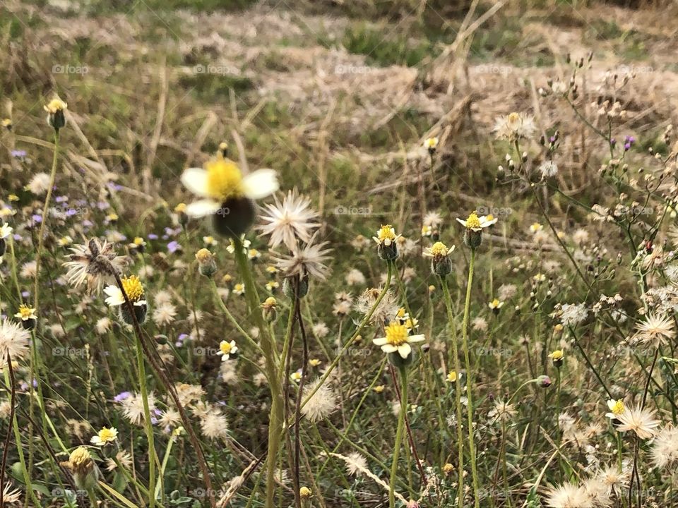 Plants around us, my garden ( Countryside)